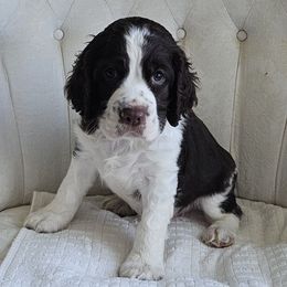 Boy 5 - male English Springer Spaniel puppy in Newville, Pennsylvania from Davis English Springer Spaniels