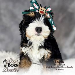 Bernedoodle Puppies from A Star is Born Doodles