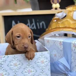 Aladdin - Golden rust male Vizsla puppy in Bloomington, Indiana from Envizion