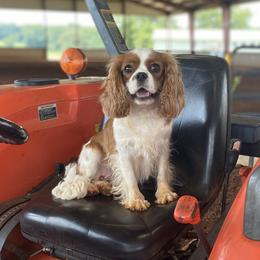 Blanche - Cavalier King Charles Spaniel