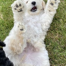 Australian Labradoodle Puppies from Tiny Treasures Australian Labradoodles