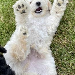 Australian Labradoodle Puppies from Tiny Treasures Australian Labradoodles
