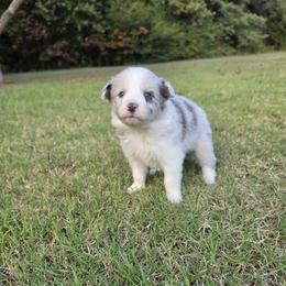 Jessie - Slate merle female Border Collie puppy in Ripley, Oklahoma from Adventure5 Border Collies