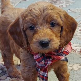 Cavapoos from Adorable Mini Doodles LLC