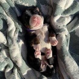 Bernedoodle Puppies from Veterinarian Raised Bernedoodles