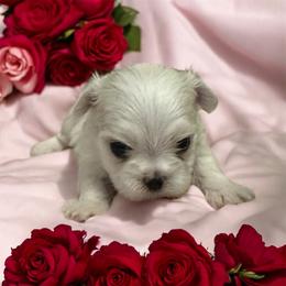 Girl 1 - female Maltipoo puppy in Mooresville, North Carolina from Clearview Canines