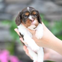 Girl 2 - female Cavalier King Charles Spaniel puppy in Sugarcreek, Ohio from Chocolate Cavalier