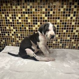Teal collar - Harlequin female Great Dane puppy in Ider, Alabama from Sand Mountain Danes LLC