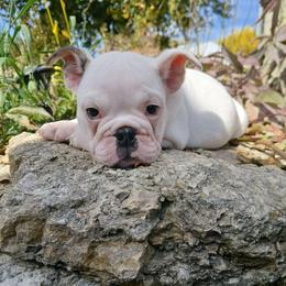 Usi - White female Bulldog puppy in Cannon Falls, Minnesota from Pattys Boxers and Bulldogs
