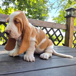 Apple - Red and white female Basset Hound puppy in Denison, Texas from Emma Lou's Baby Bassets