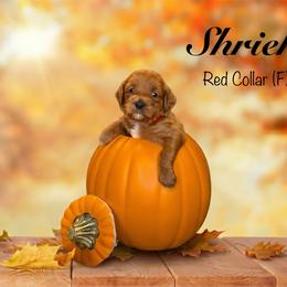 Shriek - Red  female Goldendoodle puppy in Mendon, Massachusetts from Comfort & Cuddle Co