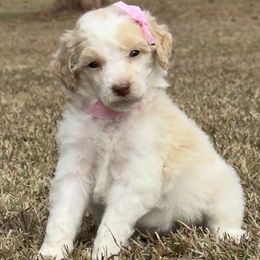 Miss pink Collar - Cream female Poodle puppy in Screven, Georgia from Dreamland Standard Poodles