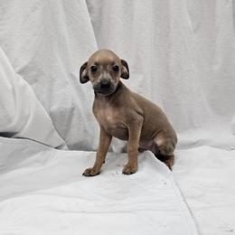 Oreo - Fawn male Italian Greyhound puppy in Newalla, Oklahoma from Heartland Iggys