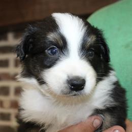 Australian Shepherd Puppies from Crofford’s Pretty Pups