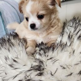 Diana - Cream and white female Chihuahua puppy in Chesapeake, Virginia from Elsbeth's Chihuahuas