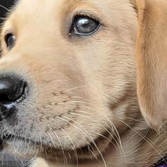 Labrador Retrievers from Rushton's Doggie Acres Kennels