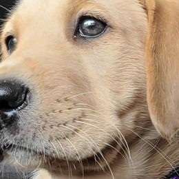 Labrador Retrievers from Rushton's Doggie Acres Kennels