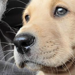 Labrador Retrievers from Rushton's Doggie Acres Kennels