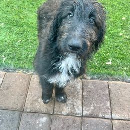 Boris- Collie-Doodle - male Assorted Doodle Crosses puppy in Henderson, Nevada from River Spirit Collies