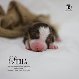 Stella - RTF - Red tri-color female Australian Shepherd puppy in Nacogdoches, Texas from TK Standard, Mini, & Toy Aussies