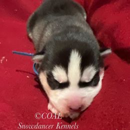 Coal - Siberian Husky puppy from Snowdancer Kennels, Reg