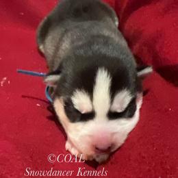 Coal - Siberian Husky puppy from Snowdancer Kennels, Reg