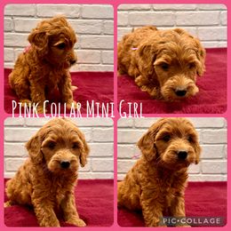 Pink Collar Girl - Red  female Goldendoodle puppy in San Augustine, Texas from Vintage Doodles