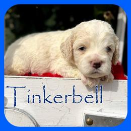 Tinkerbelle - Buff female Cockapoo puppy in Clinton, Oklahoma from Enchanted Spaniels