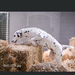 Padme - White and black female Dalmatian puppy in Fayette, Missouri from Lazy B Bassets and Dalmatians