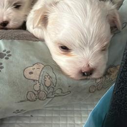 Rose - White female Morkie puppy in Coats, North Carolina from Angie's Puppies