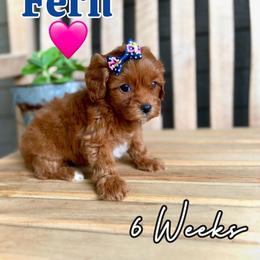 Fern - Red female Cavapoo puppy in Runaway Bay, Texas from Green Ranch Doodles