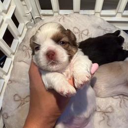 Lucia - Liver and white female Shih Tzu puppy in Orlando, Florida from Shih Tzu Puppy in Orlando