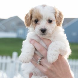 Cavapoo Puppies from Family Raised Mini Cavapoos