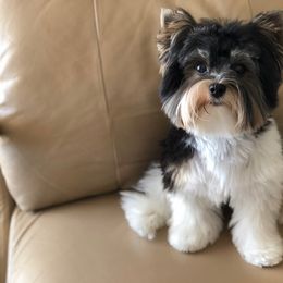 Biewer Terriers from Amore-Biewers, House of Wagging Tails
