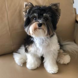 Biewer Terriers from Amore-Biewers, House of Wagging Tails