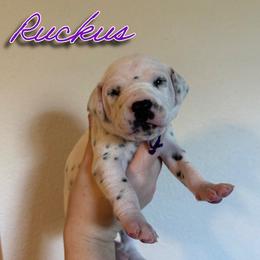 Ruckus - White and black female Dalmatian puppy in Mount Vernon, Missouri from Spots & Spirals