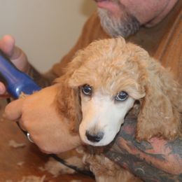 Poodle Puppies from Harmony Hill Standard Poodles