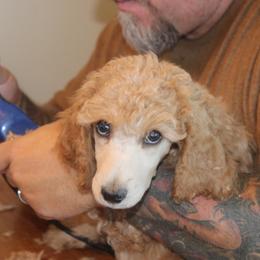 Poodle Puppies from Harmony Hill Standard Poodles