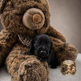 Onyx - Black male Dachshund puppy in Greenfield, Ohio from Buck Run Creek Dachshunds