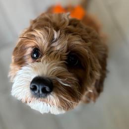 Birdy - Cavapoo