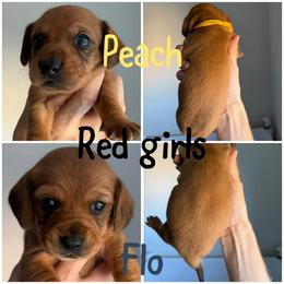 Dachshund Puppies from Mims Mini Dachshunds