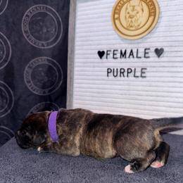 Purple Collar - Chestnut brindle female Cane Corso puppy in Snellville, Georgia from A Really Good Kennel