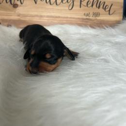 Black and tan girl - Black and tan female Dachshund puppy in Spicer, Minnesota from Arrow Valley