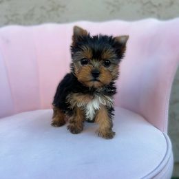 Huckleberry Pie - Black and tan male Yorkshire Terrier puppy in Surprise, Arizona from Enchanted Yorkies