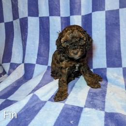Fin - Black and tan male Cockapoo puppy in Sunset, Louisiana from Cano Cockapoos