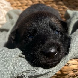Sandy (green collar) - Sable female German Shepherd puppy in Dover, Delaware from Fornax
