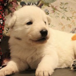 German Shepherds from Paws Inn Kennel