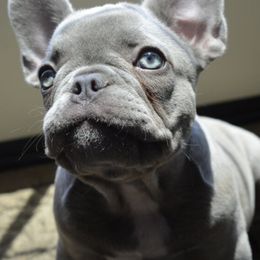French Bulldogs from Speedwell Forge French Bulldogs LLC