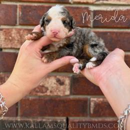 Merida - Blue merle female Bernedoodle puppy in Owasso, Oklahoma from Kallams Bernedoodles & Bernese Mountain Dogs