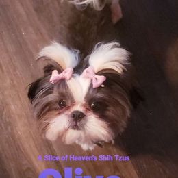 Shih Tzus from A Slice of Heaven's Shih Tzus